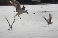 الحيوانات والطيور - تصوير: محمود عبيد